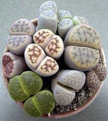 Euphorbia probably look the most like cacti. 54 Mimicry Plants Ideas Plants Planting Succulents Cacti And Succulents