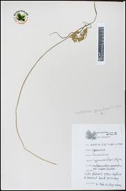 Image result for Courtoisina cyperoides