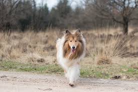 The Top 10 Smartest Dog Breeds