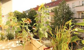 Heide, stiefmütterchen und viele andere pflanzen wirken sehr dekorativ. Tipps Fur Deinen Balkongarten Kurzanleitung Und 5 Grundregeln Die Deinen Balkon Sofort Schoner Machen Faunundfarn De