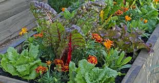 Expert peter bauwens suggests those that make particularly gorgeous flowers, ideal for adding to bouquets. 7 Of The Best Companion Plants To Grow With Chard Gardener S Path