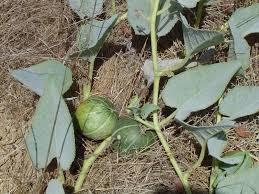 Image result for Cucurbita moschata