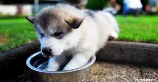 Create and share your own gifs, amazing moments and funny reactions with gfycat Cute Dog Gifs Barkpost