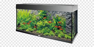 Beli aneka produk di toko setiawan aquarium secara online sekarang. Aquarium Hygrophila Corymbosa Granite Centimeter Plastic Lainnya Aneka Persegi Panjang Png Pngegg