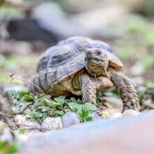 How Do Turtles Communicate? (Hint: Verbally & Nonverbally) - All Turtles