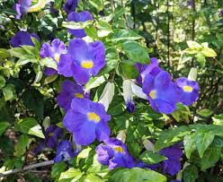Image result for Thunbergia laborans