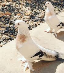 Pigeons Lovers Of All Kinds On Instagram By Kiziltepeli Musulcu Pigeonsloversofallkinds Porumbei Pigeons Pigeonracing Pigeon Bir Guzel Kuslar Kus Kumes