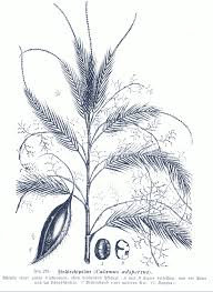 Image result for Calamus deerratus