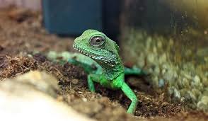 If you have a female and do not plan on breeding, it is important to have it spayed at about 1 yr of age by an experienced reptile veterinarian to prevent serious problems that can arise later in life. Chinese Water Dragon Care Guide Habitat Enclosure Diet Everything Reptiles