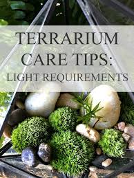 Doodle Bird Terrariums Care Tips Series Light Requirements Diy Succulent Terrarium Diy Moss Terrarium Succulent Terrarium