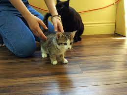 Adopted Montreal Addams Family Kittens 3 Gomez Male 10 Weeks Old For More Information And To Adopt Plea Cat Adoption Cute Cats And Kittens Puppy Adoption