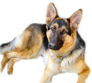 Behavior consult and in person meeting required prior to completing adoption. Magsr Org Providing Rescue And Adoption Services In Md Dc Va Pa De