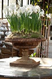 Paper Whites Set In Old Iron With A Bit Of Moss Cover Garden Urns Garden Containers White Flowers