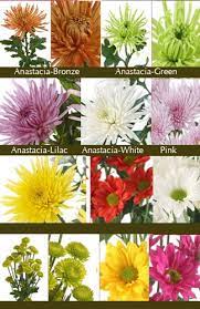 List of flowers in the philippines. Chrysanthemums In The Philippines