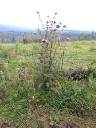 Image result for Carduus nyassanus