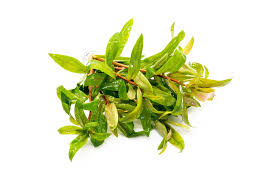 Image result for Nesaea polycephala