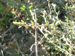 Image result for Polygonum aviculare