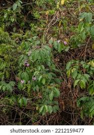 Image result for Tanaecium