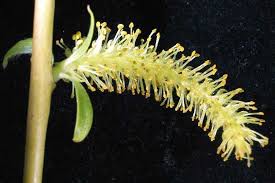 Image result for Salix babylonica
