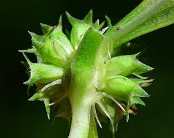 Image result for Spermacoce annua