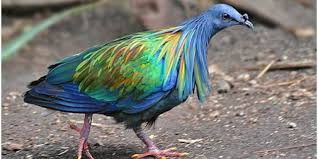 .tekukur itiumempunyai ciri ciri badan yang kecil dan ukuran badanya hampir menyerupai burung jenis perkutut untuk saat ini burung jenis tekukur ini merupakan jenis burung yang. Jenis Burung Derkuku Terbaik Di Indonesia Info Guyub Rukun Derkuku Puter Pelung