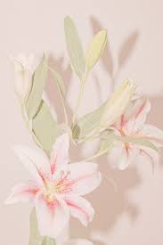 Maybe you would like to learn more about one of these? Pinkish Flower Aesthetic Lily Flower Beautiful Flowers