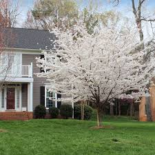 (the yoshino cherry tree, or prunus x yedoensis, is the most common tree in d.c., but p. Yoshino Cherry Trees For Sale Fastgrowingtrees Com