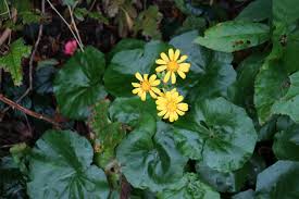 石蕗 ツワブキ の花 東アジア植物記 読みもの サカタのタネ 家庭菜園 園芸情報サイト 園芸通信