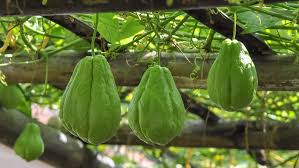 If you're making a chayote squash recipe, you may be wondering what kind of nutrients you'll be getting from your final product. Here S Why You Should Start Eating Chayote
