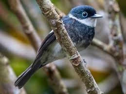 Image result for Vangueria vestita