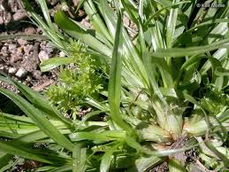 Image result for Cyperus ferrugineoviridis