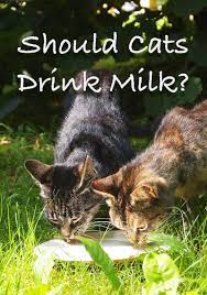 What Kind Of Milk Can Cats Drink And Should Cats Drink Milk At All Cat Drinking Drink Milk Milk For Cats