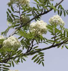 Die eberesche ist im spätsommer nicht zu übersehen. Essbare Eberesche 100 125cm Sorbus Aucuparia Real De