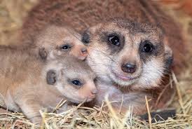 7 see you that man standing over there? Zoo Miami In Florida Is Reopening During Covid 19 Pandemic Miami Herald