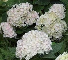 Shipped with our arrive alive guarantee! Hydrangea Macrophylla Endless Summer Blushing Bride Hydrangea Macrophylla Blushing Bride Hydrangea White Flower Farm