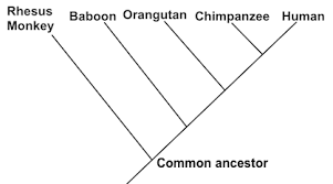 Phylogeny Practice Evolution Khan Academy