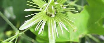 The flower head has a few long, leaflike bracts. Passiflora Species Passion Vine Wild Yellow Passion Flower Passiflora Lutea