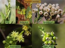 Image result for Rhamnaceae