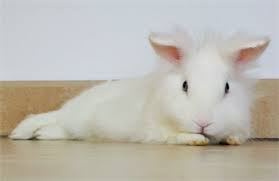 He'll also avoid making direct eye contact with the rabbit (or my rabbit makes weird grunting noises when i am putting her hay in her hutch or when i move things around. Shaking Trembling Bunny Binkybunny
