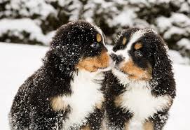 Previous breedings have produced exceptional puppies that have acquired champion and cgc titles. Bernese Mountain Dog Great Pet Care