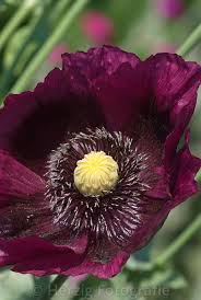 Photo Papaver Somniferum Mohn By Tina Horst Herzig Photography Blumen Bluten Blumen Mohnblume