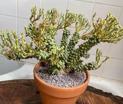 Image result for Euphorbia williamsonii