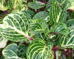 Image result for Iresine lindenii