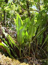 Image result for Elaphoglossum kivuense