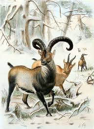 List of extinct animals of the nordics. De Extinction Wikipedia