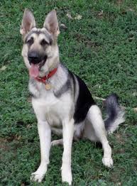Australian shepherds german shepherds german shepherd facts german shepherd puppies west highland terrier scottish terrier rottweiler silver sable german shepherd husky. Silver German Shepherd Puppies For Sale Pets Lovers