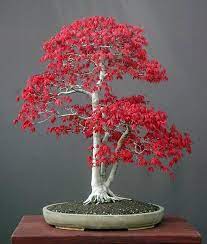 Check on hot summer days several times, whether the bonsai soil is still wet. Bonsai Japanese Maple Japanese Maple Bonsai Maple Bonsai Red Maple Bonsai