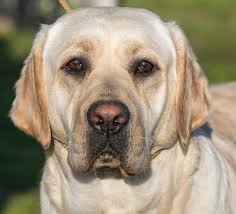 Labbene har svømmehud mellom tærne. Coat Color In The Labrador Retriever Animal Health Topics School Of Veterinary Medicine