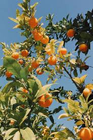 Check out our lemon tree selection for the very best in unique or custom, handmade pieces from our house plants shops. Uploaded By Tenderly Find Images And Videos About Blue Nature And Aesthetic On We Heart It The App To Ge Tree Photography Orange Aesthetic Nature Aesthetic