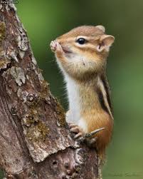 This One Is Actually Pretty Funny Because Whoever Pinned This Before Me Labeled This Tiny Critter As A Squirre Animals Beautiful Cute Baby Animals Cute Animals